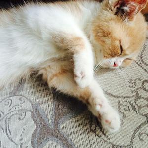 德阳密集柜厂家用小鲤营销导航
